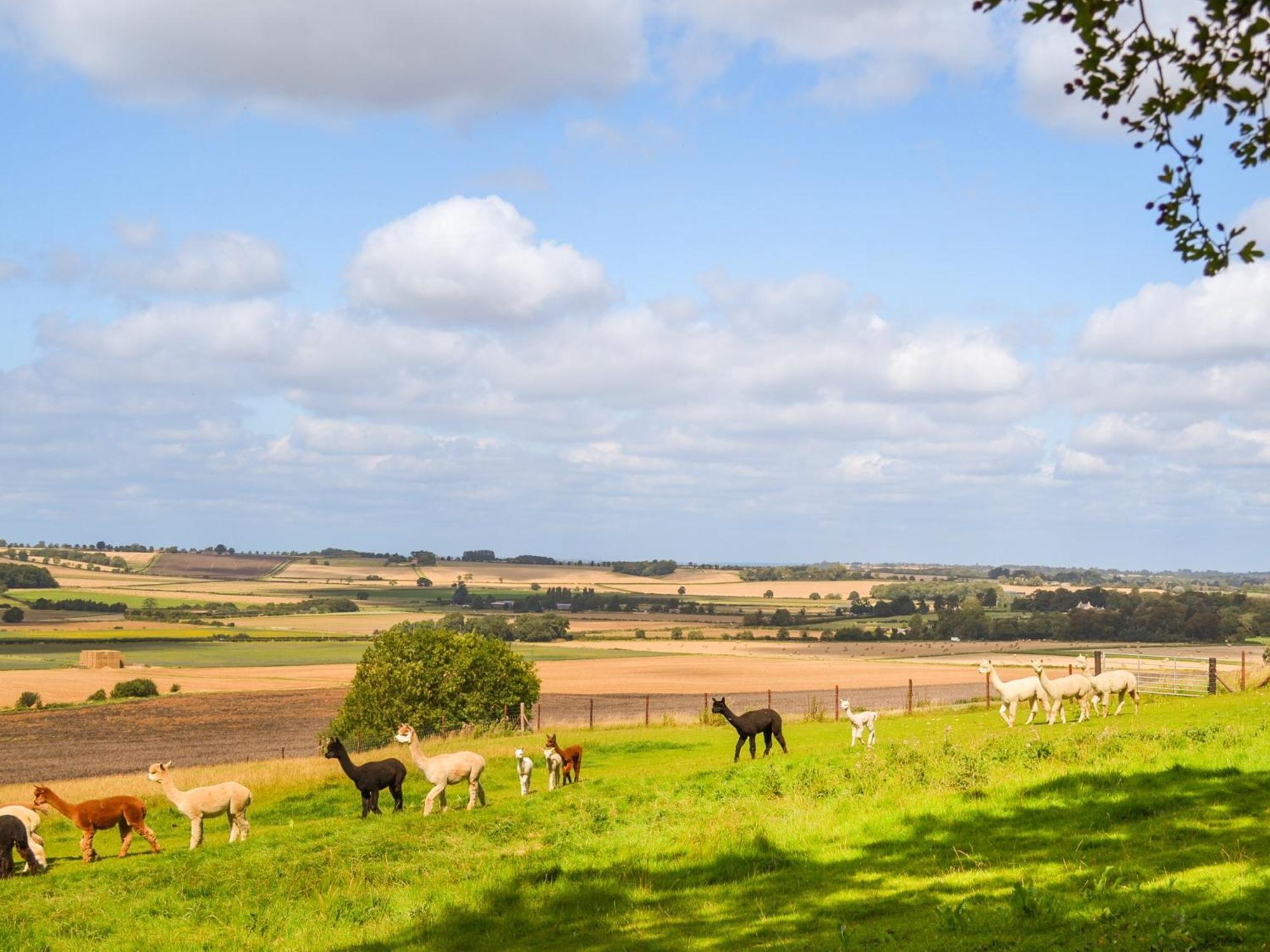 Alpaca Lodge Barkston المظهر الخارجي الصورة